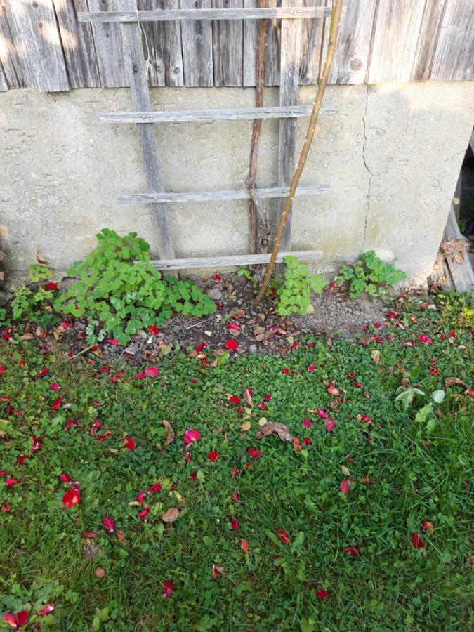 Ferienwohnung Im Seidlerhof Mit Balkon Und Garten Röhrnbach Eksteriør billede